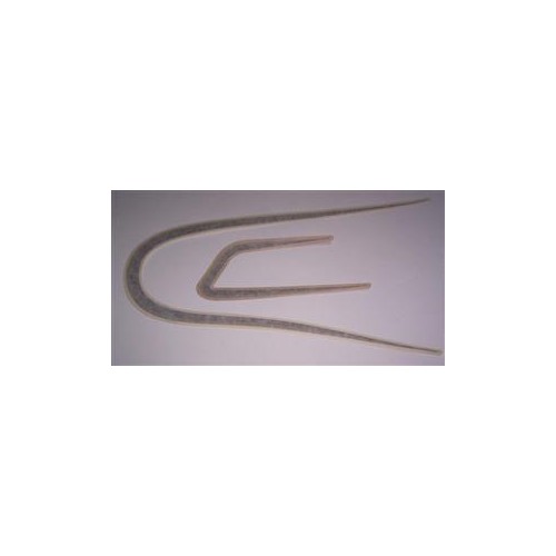 DECALCOMANIE - ADESIVI-Serie Decalcomanie per Moto Guzzi V35C, V50C, V65C colore oro-marrone